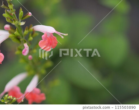 Cherry sage flowers and copy space 115503890