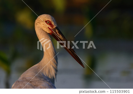 Beautiful stork 115503901