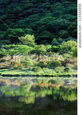Kakumanbuchi, where azaleas bloom and the leaves are fresh Kakumanbuchi, where azaleas bloom and the leaves are fresh 115503956