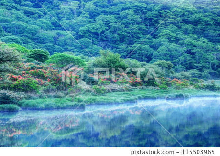 Kakumanbuchi, where azaleas bloom and the leaves are fresh Kakumanbuchi, where azaleas bloom and the leaves are fresh 115503965