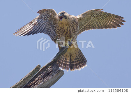 A young Peregrine Falcon leaves the nest and cries in a tree 115504108