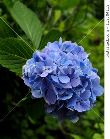 Blue hydrangea 115504115
