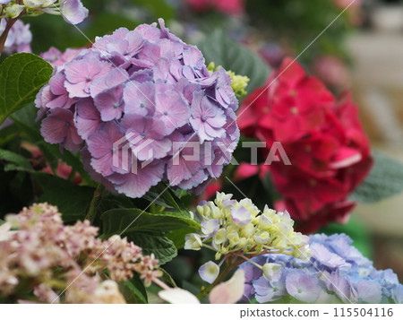 Hydrangea wet in the rain 115504116