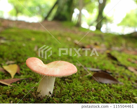 Ecological photograph of Keshohatsu Ecological photograph of Keshohatsu 115504461