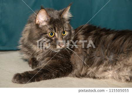 Maine Coon lies on the floor on a green background 2 115505055