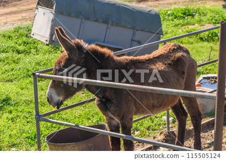 donkey in a pen in the village in winter6 donkey in a pen in the village in winter6 115505124