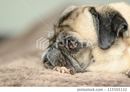 Cozy pug lying on the sofa 7 Cozy pug lying on the sofa 7 115505132