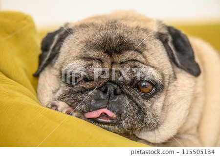 portrait of an old pug sleeping on a yellow sofa portrait of an old pug sleeping on a yellow sofa 115505134