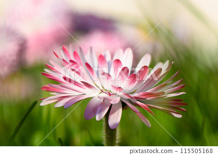 white-pink magarita flower is beautiful and delicate on a blurred grass background 8 white-pink magarita flower is beautiful and delicate on a blurred grass background 8 115505168