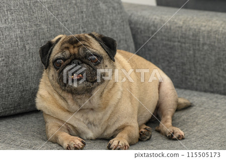 old pug lies on a gray sofa 3 115505173