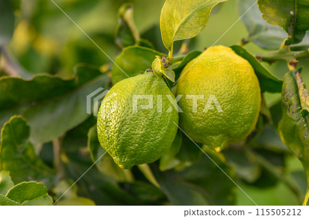 Yellow citrus lemon fruits and green leaves in the garden. Citrus lemon growing on a tree branch close-up.20 115505212