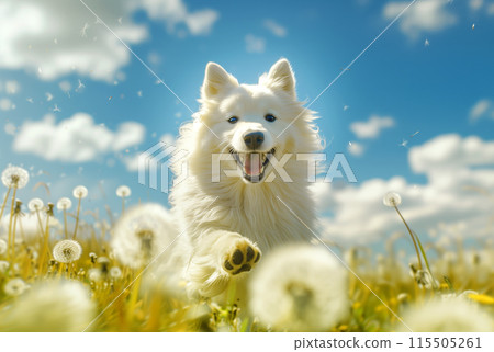 Adorable Samoyed dog walking through a field of dandelions under a bright blue sky 115505261