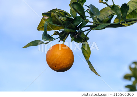 An orange tree in the Orange Orchard at the final harvest of each season.10 An orange tree in the Orange Orchard at the final harvest of each season.10 115505300