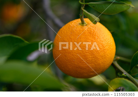 orange tree branches with ripe juicy fruits. natural fruit background outdoors.3 orange tree branches with ripe juicy fruits. natural fruit background outdoors.3 115505303