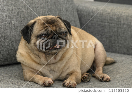 old pug lies on a gray sofa 115505330