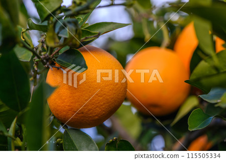 Orange citrus plantations with rows of orange trees, new harvest of sweet juicy oranges 6 Orange citrus plantations with rows of orange trees, new harvest of sweet juicy oranges 6 115505334