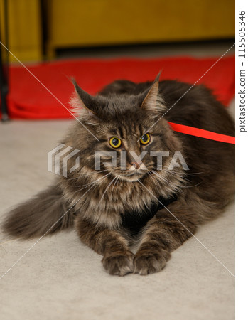 young Maine Coon with a red background 3 115505346