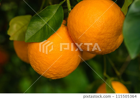 Oranges bear fruit and bloom on trees in the garden and in the sun's rays 4 Oranges bear fruit and bloom on trees in the garden and in the sun's rays 4 115505364