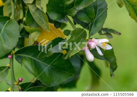 lemon; flowers, leaves and buds, Citrus limon, Rutaceae 3 lemon; flowers, leaves and buds, Citrus limon, Rutaceae 3 115505566