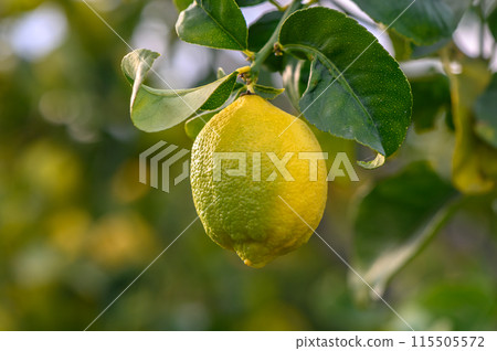 Citrus lemon fruits with leaves isolated, sweet lemon fruits on a branch with working path.7 Citrus lemon fruits with leaves isolated, sweet lemon fruits on a branch with working path.7 115505572