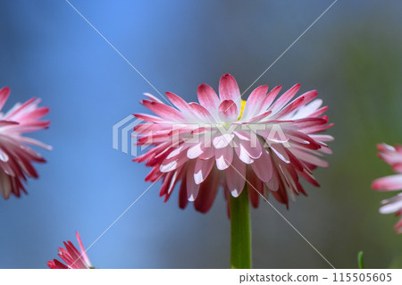 white-pink magarita flower is beautiful and delicate on a blurred background 1 115505605
