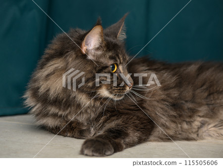 beautiful young Maine Coon with a green background 4 115505606