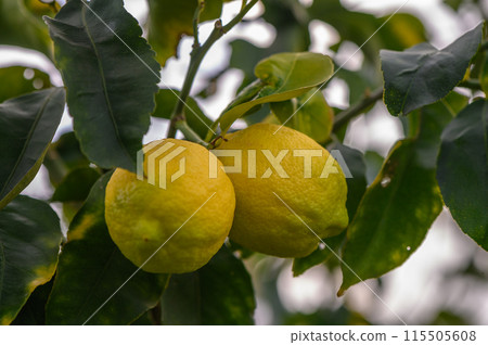 Bunch of Lemon fruit over green natural garden Blur background, Lemon fruit with leaves in blur background.7 115505608