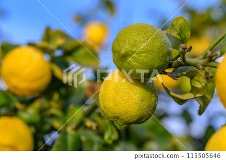 Bunch of Lemon fruit over green natural garden Blur background, Lemon fruit with leaves in blur background. 12 Bunch of Lemon fruit over green natural garden Blur background, Lemon fruit with leaves in blur background. 12 115505646