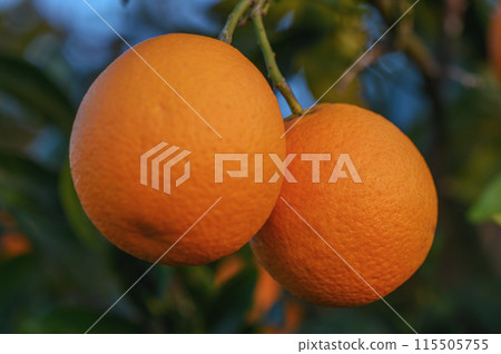 A branch with natural oranges on a blurred background of an orange orchard at golden hour 6 115505755