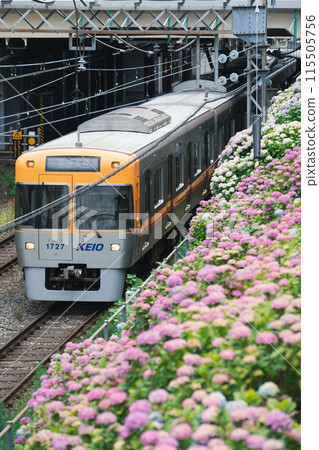 Hydrangeas decorating the Inokashira Line Hydrangeas decorating the Inokashira Line 115505756