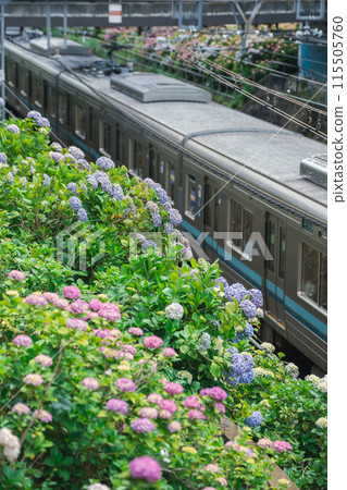 Hydrangeas decorating the Inokashira Line 115505760