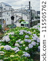 Hydrangeas decorating the Inokashira Line 115505762