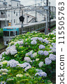 Hydrangeas decorating the Inokashira Line 115505763