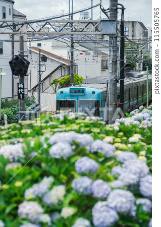 井之頭線盛開繡球花 115505765