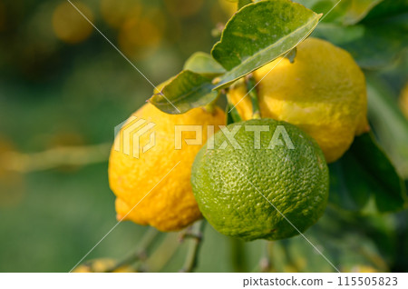 Bunch of Lemon fruit over green natural garden Blur background, Lemon fruit with leaves in blur background.8 Bunch of Lemon fruit over green natural garden Blur background, Lemon fruit with leaves in blur background.8 115505823