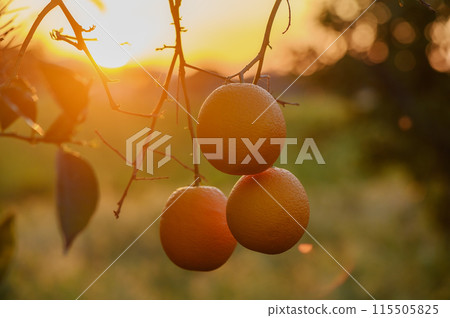 A branch with natural oranges on a blurred background of an orange orchard at golden hour 1 115505825