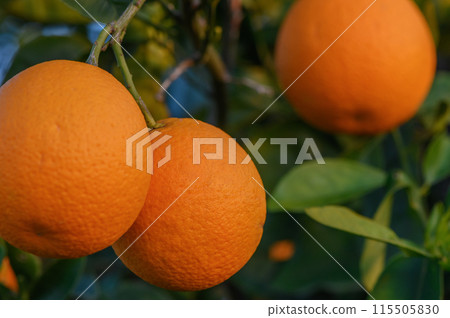 A branch with natural oranges on a blurred background of an orange orchard at golden hour 5 115505830