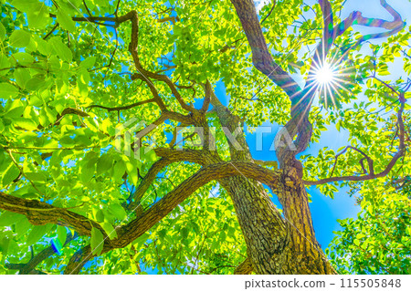 Yokohama cityscape in Japan: Camphor trees shining against the blue sky and sunlight. The flower's meaning is fragrance = Yokohama city Yokohama cityscape in Japan: Camphor trees shining against the blue sky and sunlight. The flower's meaning is fragrance = Yokohama city 115505848