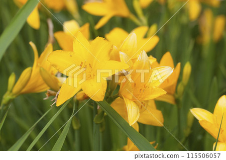 Blooming yellow daylilies in the garden Blooming yellow daylilies in the garden 115506057