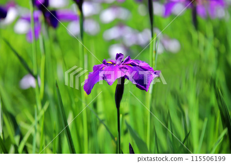 Iris of Yatozawa 115506199