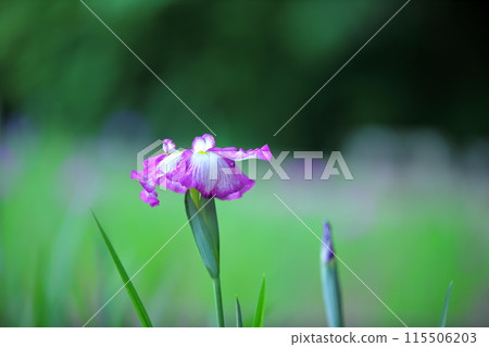 Iris of Yatozawa 115506203