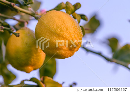 Bunches of fresh yellow ripe lemons on lemon tree branches in garden 4 Bunches of fresh yellow ripe lemons on lemon tree branches in garden 4 115506267