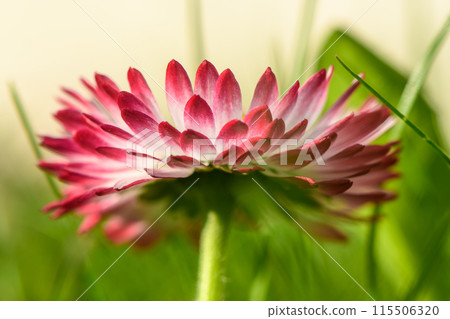 white-pink magarita flower is beautiful and delicate on a blurred grass background 9 white-pink magarita flower is beautiful and delicate on a blurred grass background 9 115506320