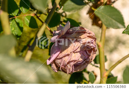 dried rose on the street in winter in Cyprus 1 dried rose on the street in winter in Cyprus 1 115506360