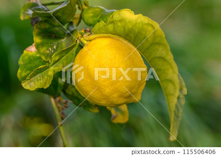 Citrus lemon fruits with leaves isolated, sweet lemon fruits on a branch with working path.15 Citrus lemon fruits with leaves isolated, sweet lemon fruits on a branch with working path.15 115506406