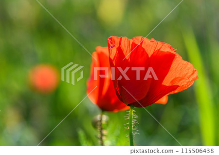 Sunset over poppy field on countryside. Selective focus.2 Sunset over poppy field on countryside. Selective focus.2 115506438