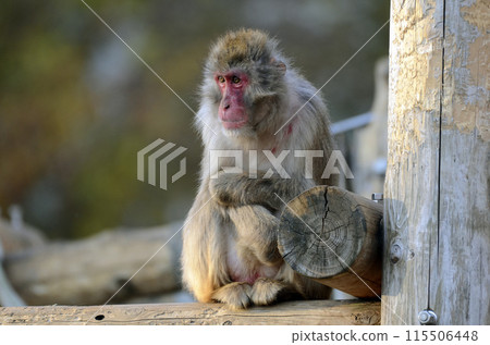 日本獼猴 日本獼猴 115506448