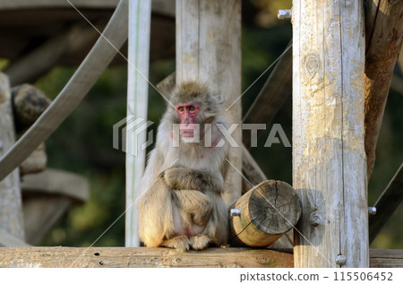 日本獼猴 日本獼猴 115506452