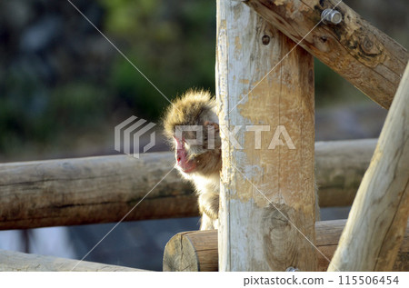 Japanese macaques Japanese macaques 115506454