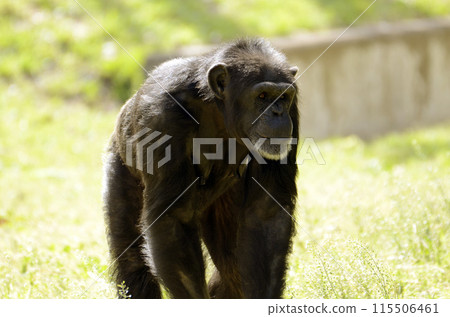 Chimpanzee Chimpanzee 115506461